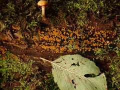 Orbilia xanthostigma