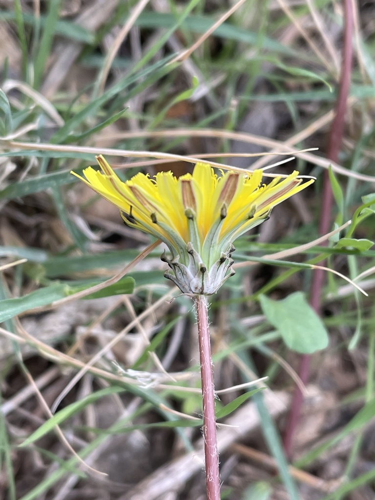Taraxacum gaditanum
