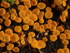 Orbilia xanthostigma