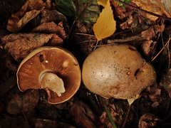 Cortinarius talus
