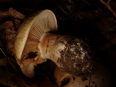 Cortinarius talus