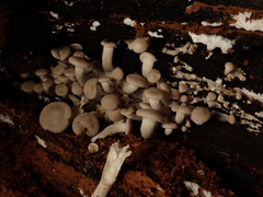 Ossicaulis lignatilis