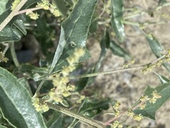 Atriplex aucheri