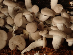 Ossicaulis lignatilis