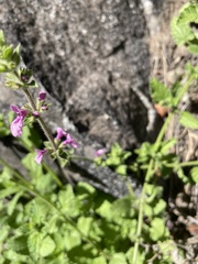 Stachys grandidentata