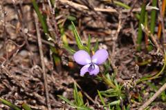 Viola decumbens decumbens