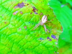 Neoscona theisi