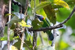 Psilopogon rafflesii