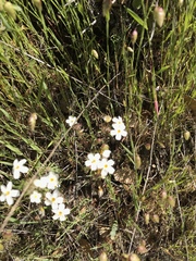 Leptosiphon parviflorus