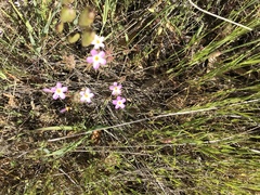 Leptosiphon parviflorus