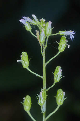 Lobelia xalapensis