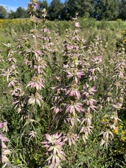 Monarda punctata