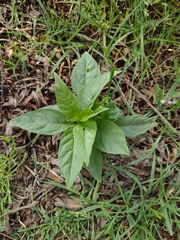 Cestrum parqui