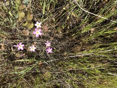 Leptosiphon parviflorus