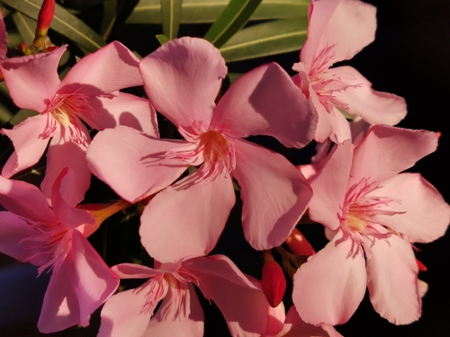 Nerium oleander image