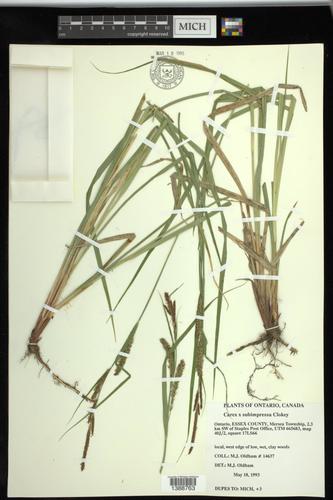 Carex X subimpressa