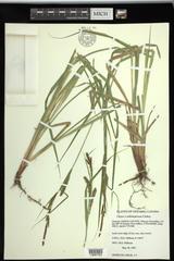 Carex × subimpressa