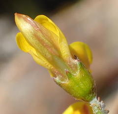 Wiborgiella mucronata