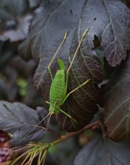 Leptophyes punctatissima