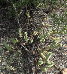 Crassula perforata perforata