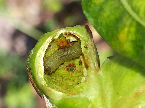 Willow Redgall Sawfly