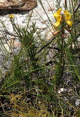 Wiborgiella mucronata