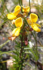 Wiborgiella mucronata