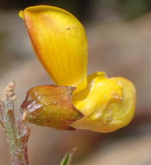 Wiborgiella mucronata