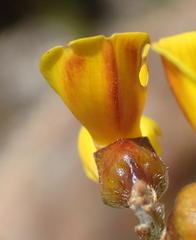 Wiborgiella mucronata