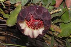 Protea amplexicaulis
