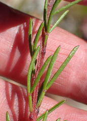 Wiborgiella mucronata