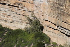 Ficus cordata cordata