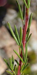 Wiborgiella mucronata