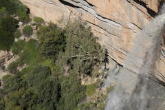 Ficus cordata cordata