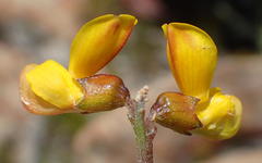 Wiborgiella mucronata