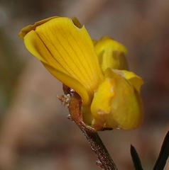 Wiborgiella mucronata