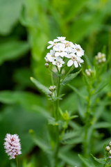 Achillea ledebourii
