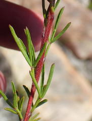 Wiborgiella mucronata