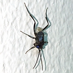 Evania appendigaster