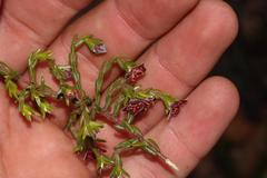 Lachnaea pudens