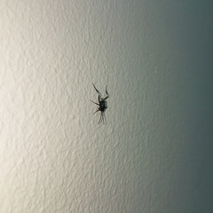 Evania appendigaster