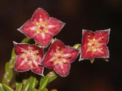 Lachnaea pudens