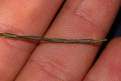 Lachnaea greytonensis