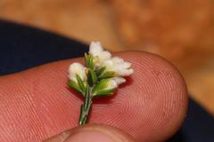 Lachnaea greytonensis
