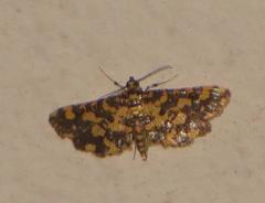 Eurrhyparodes tricoloralis