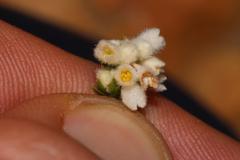 Lachnaea greytonensis