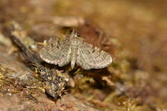 Eupithecia indigata