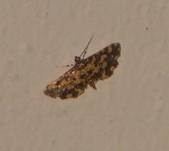 Eurrhyparodes tricoloralis