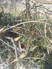 Periploca laevigata angustifolia