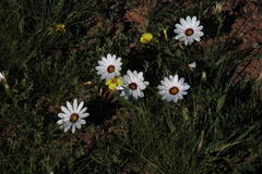 Dimorphotheca pinnata